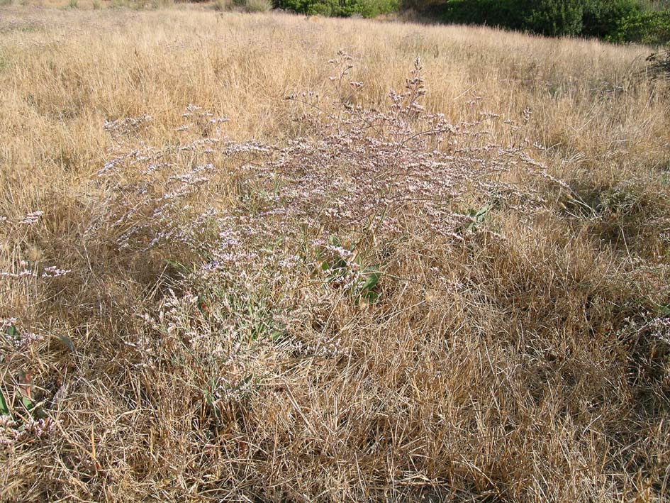 Limonium narbonense / Limonio comune